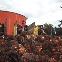 팜유: 강제노역, 아동노동으로 이익 창출하는 글로벌 기업