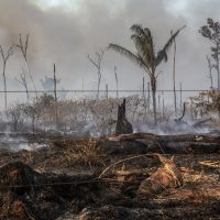 브라질 정부는 아마존 우림과 선주민 인권을 보호하라