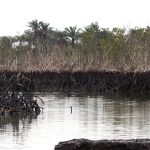 나이지리아: 계속되는 기름유출로 황폐화된 니제르델타