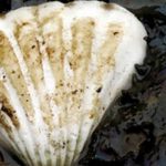 나이지리아: 쉘, 정부의 기름오염 정화 의지에 부응해야