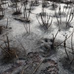 석유산업으로 파괴된 니제르 델타의 환경, 정화되어야 합니다.