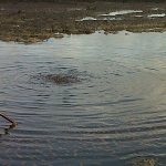 나이지리아: 니제르 델타 기름유출 조사 “완전 실패작”