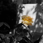 아들의 무덤에 장미 한 송이를 놓으며-고문은 반드시 없어져야 한다