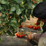 이탈리아: 이주노동자 착취 문제를 생각할 때